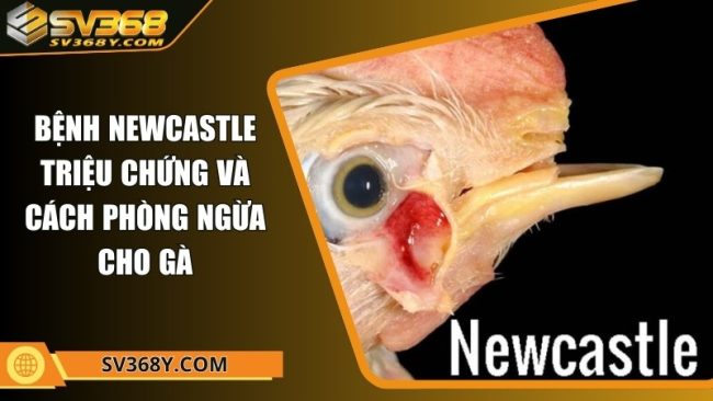 Bệnh newcastle - Triệu chứng và cách phòng ngừa cho gà