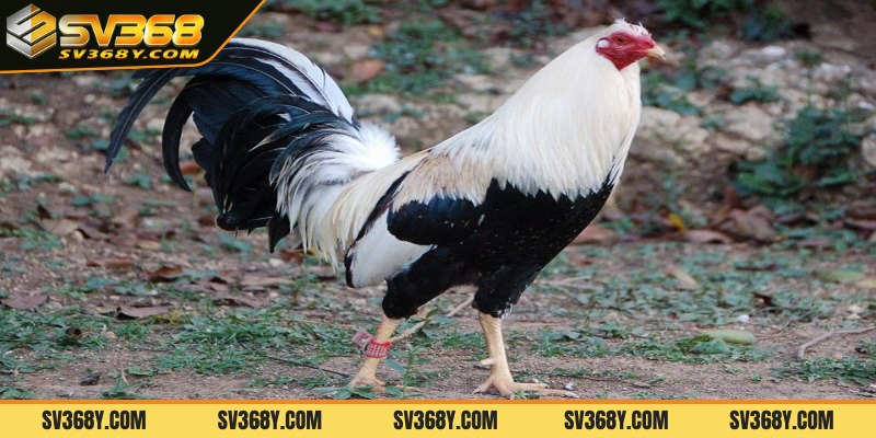 Bí quyết chăm sóc gà nhanh nhẹn