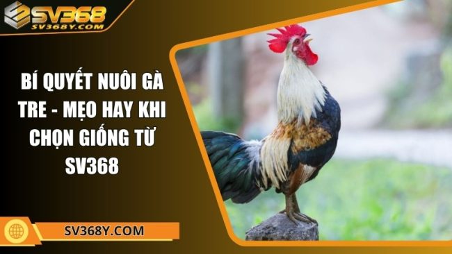 Bí quyết nuôi gà tre - Mẹo hay khi chọn giống từ SV368