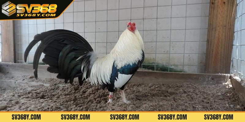 Chọn gà giống có nguồn gốc