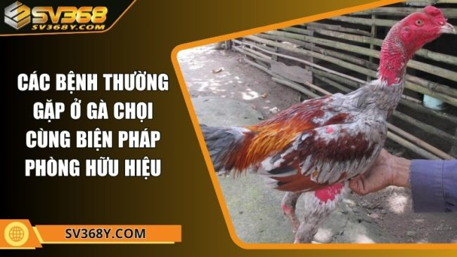 Các bệnh thường gặp ở gà chọi cùng biện pháp phòng hữu hiệu