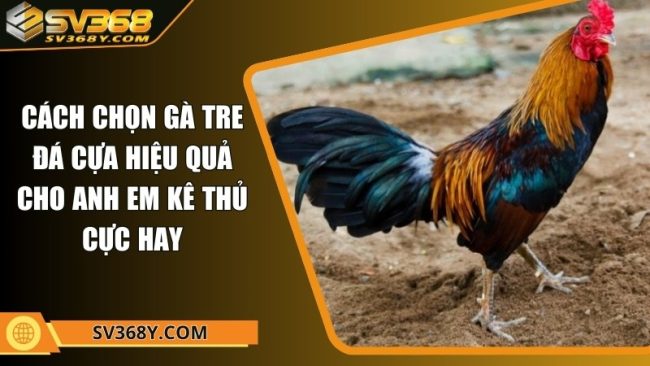 Cách chọn gà tre đá cựa hiệu quả cho anh em kê thủ cực hay