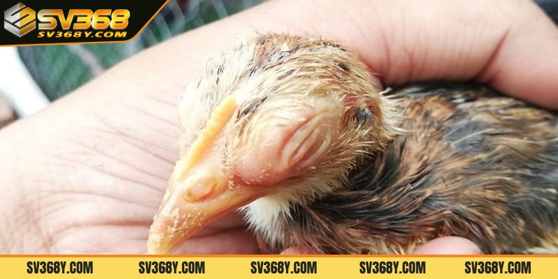 Cách chữa gà bị phù