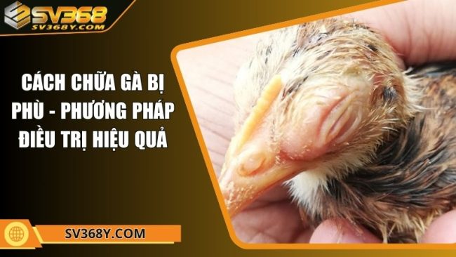 Cách chữa gà bị phù - Phương pháp điều trị hiệu quả