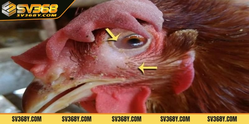 Cách ly và theo dõi sức khỏe gà