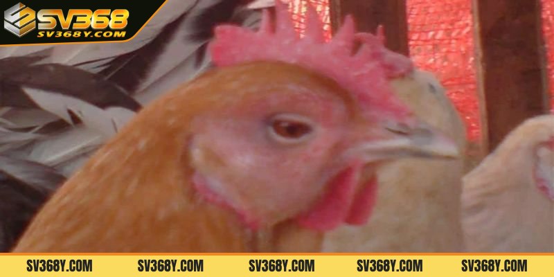 Nguyên nhân và triệu chứng của bệnh phù đầu