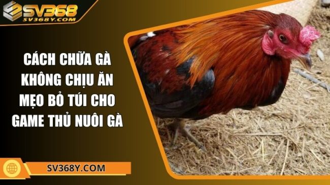 Cách chữa gà không chịu ăn - Mẹo bỏ túi cho game thủ nuôi gà