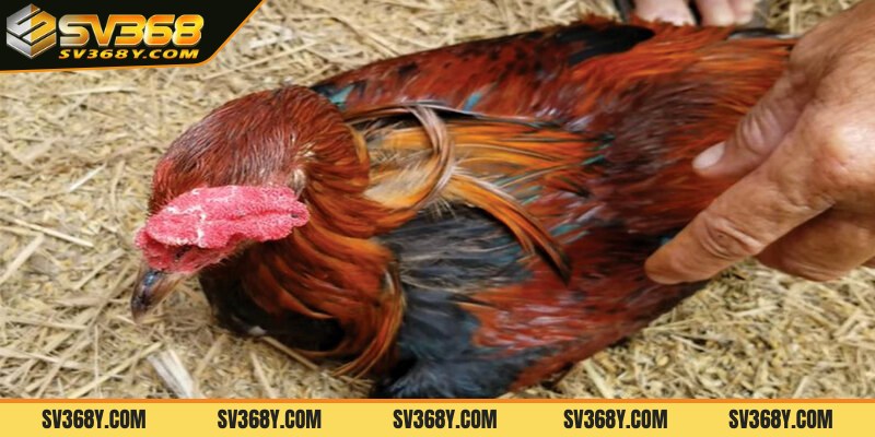 Cách điều trị bệnh gà bị chướng diều