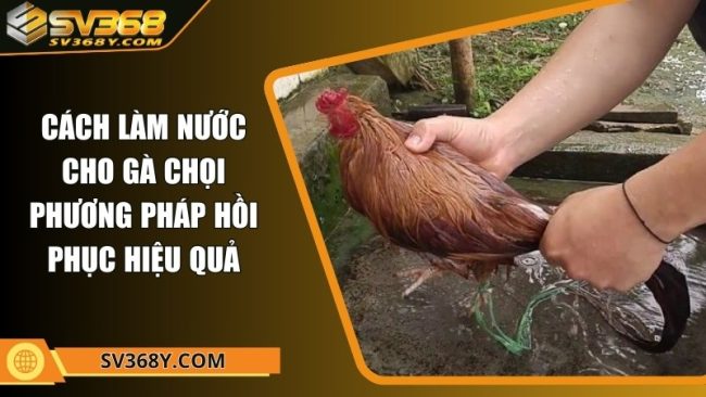 Cách làm nước cho gà chọi - Phương pháp hồi phục hiệu quả