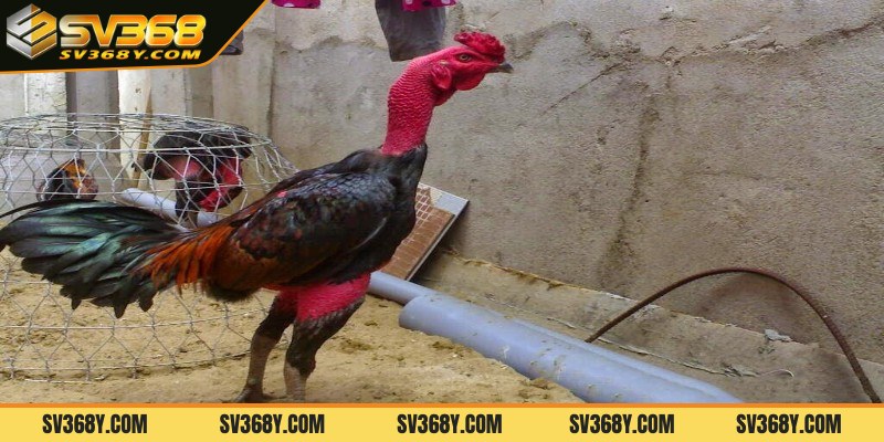 Cần chuẩn bị gì khi làm nước cho gà chọi?