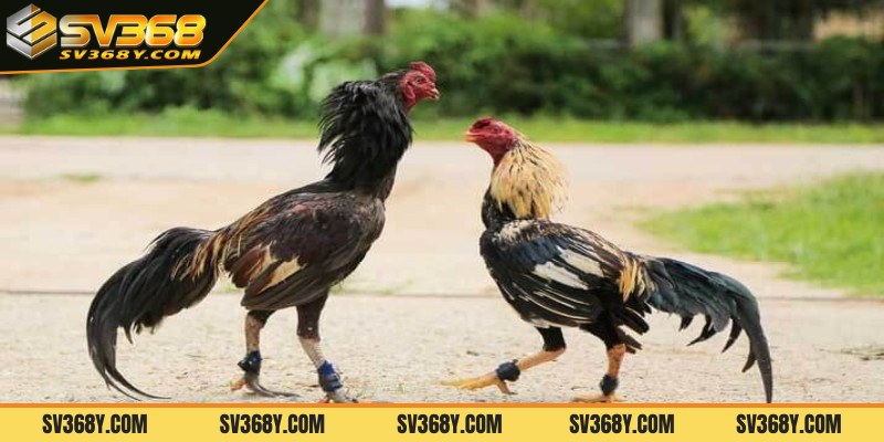 Tuỳ từng thời điểm sẽ có cách làm nước khác nhau