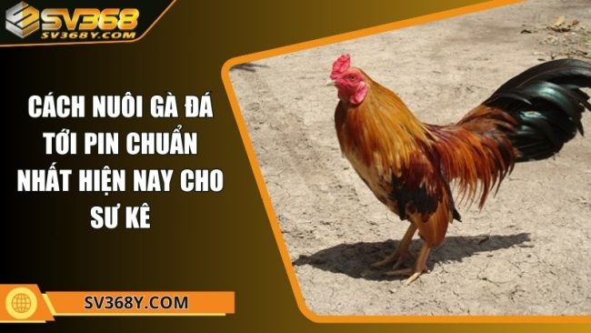 Cách nuôi gà đá tới pin chuẩn nhất hiện nay cho sư kê