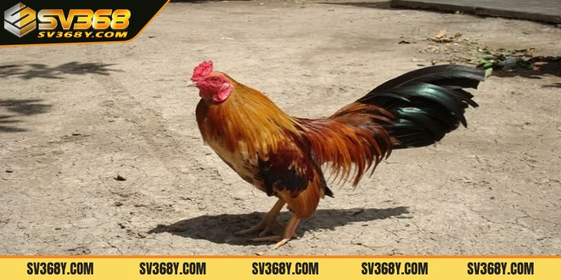 Cách nuôi gà đá tới pin cực chuẩn hiện nay