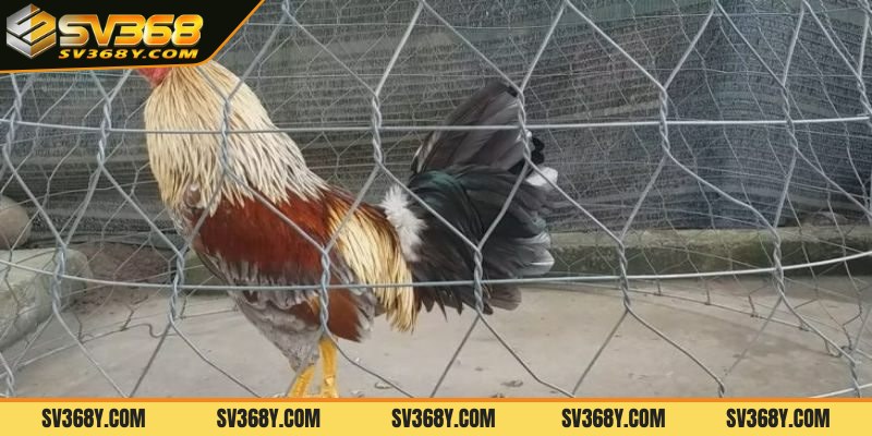 Hướng dẫn cách chăm sóc sau các trận đấu đá gà