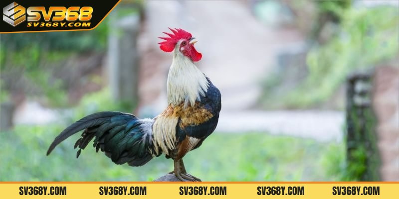 Xây dựng chế độ luyện tập chi tiết