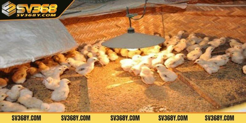 Chuẩn bị dụng cụ trong kỹ thuật úm gà