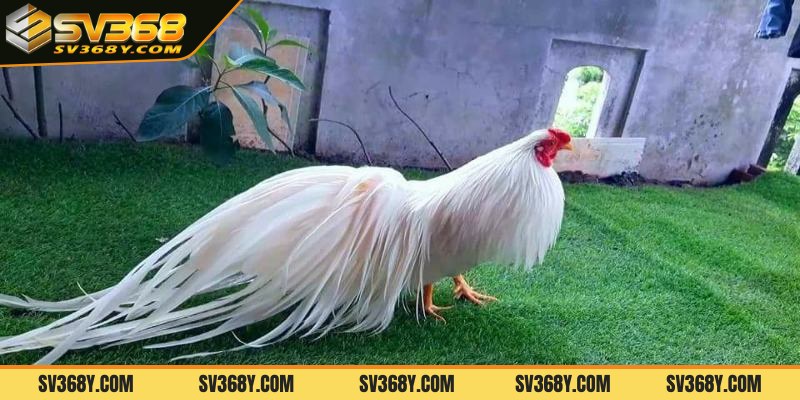 Có nên chọn chơi gà tre đá