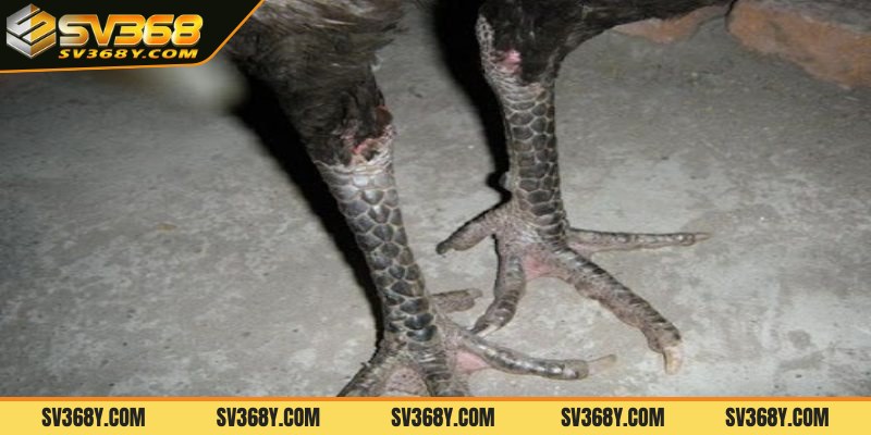 Đặc điểm nhận biết gà có vảy