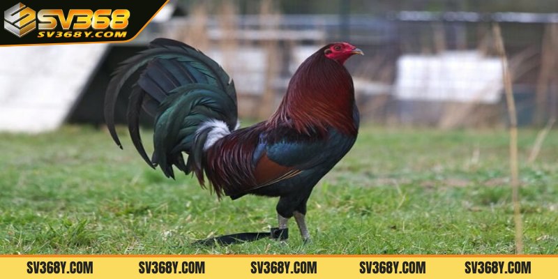 Đặc điểm nhận dạng gà khỏe mạnh