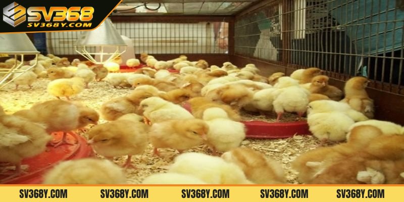 Điều cần lưu ý để phòng tránh bệnh ở gà con