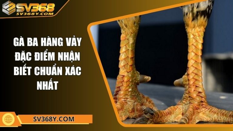 Gà ba hàng vảy - Đặc điểm nhận biết chuẩn xác nhất