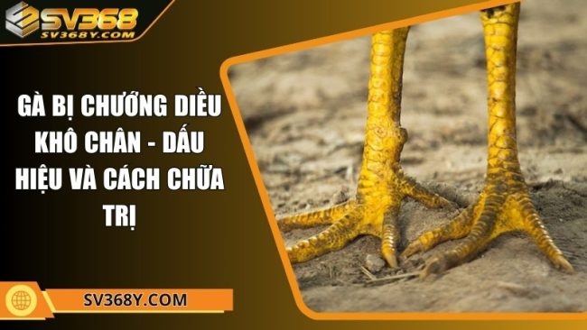 Gà bị chướng diều khô chân - Dấu hiệu và cách chữa trị