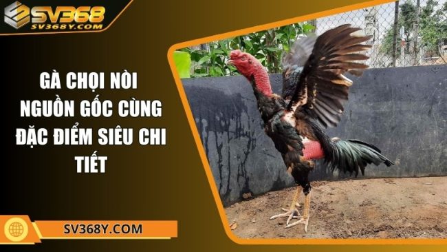 Gà chọi nòi - Nguồn gốc cùng đặc điểm siêu chi tiết