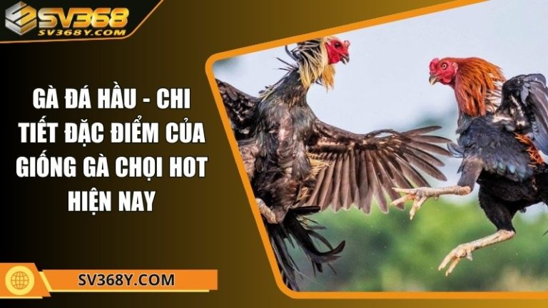 Gà đá hầu - Chi tiết đặc điểm của giống gà chọi hot hiện nay