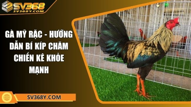 Gà Mỹ rặc - Hướng dẫn bí kíp chăm chiến kê khỏe mạnh