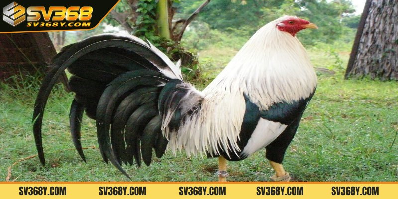 Gà Mỹ rặc là gì?