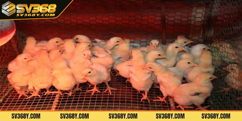 Giải thích kỹ thuật úm gà con là gì?