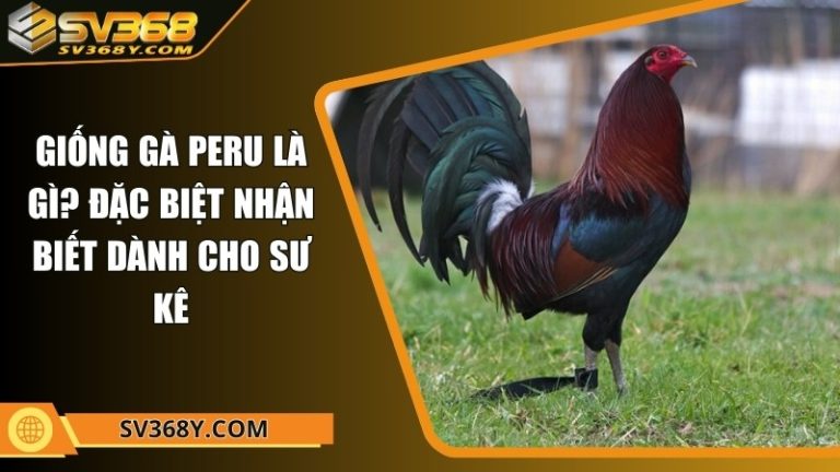 Giống gà Peru là gì? Đặc biệt nhận biết dành cho sư kê