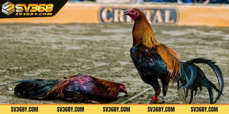 Gà Peru có những dòng nào nổi tiếng?