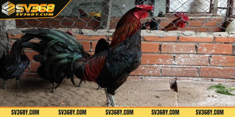 Giống gà Peru là gì?