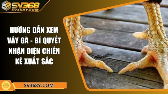 Hướng dẫn xem vảy gà - Bí quyết nhận diện chiến kê xuất sắc