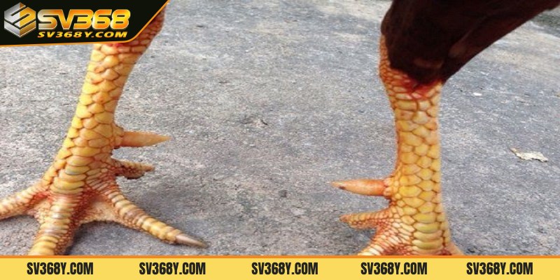 Hướng dẫn xem vảy gà chọi tốt