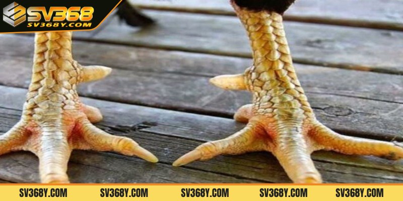 Hướng dẫn xem vảy không tốt