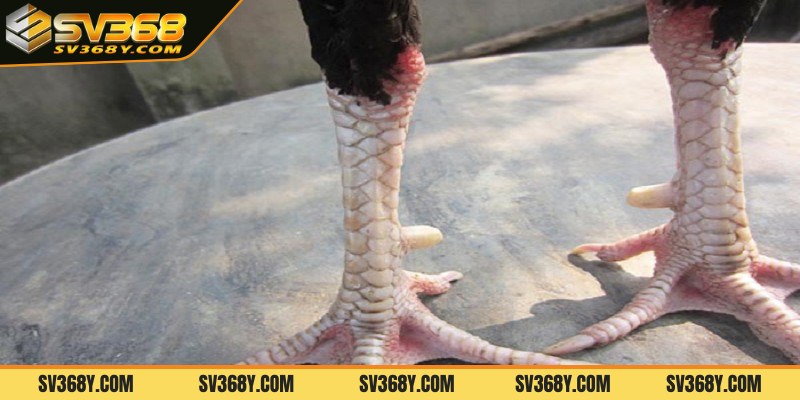 Một số lưu ý để chọn vảy gà tốt