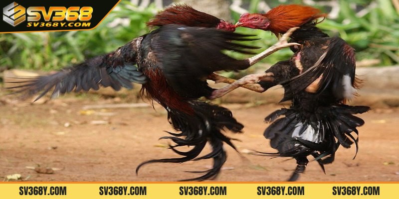 Khái quát chung về gà đá hầu