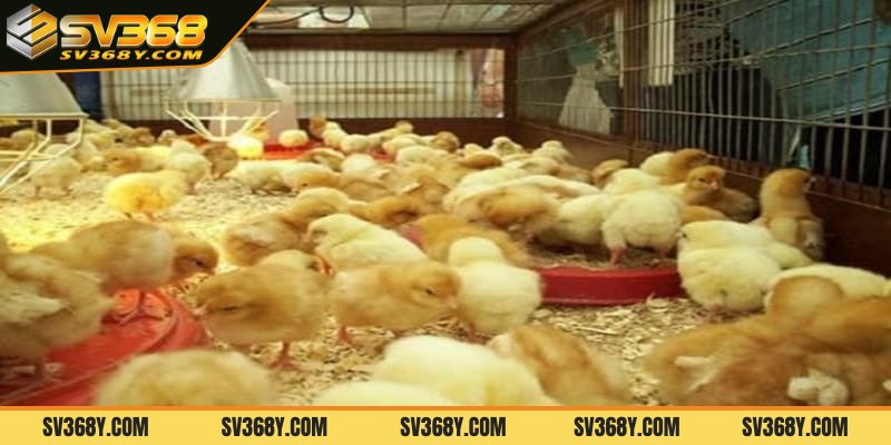 Một số kỹ thuật úm gà