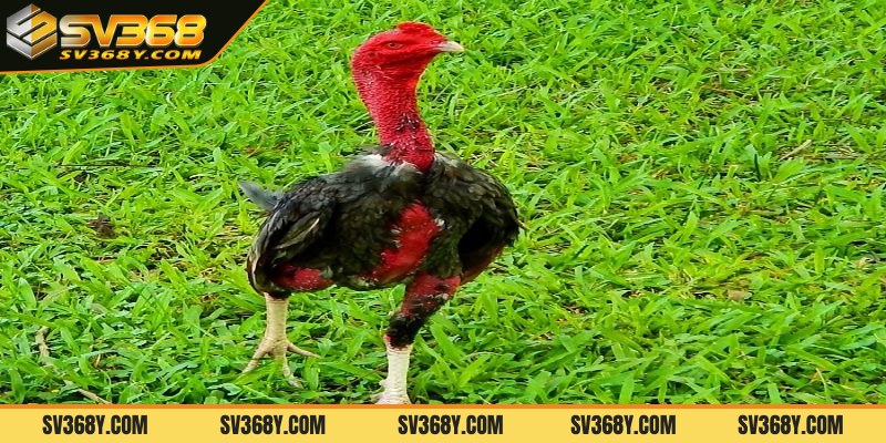 Nguồn gốc của gà chọi