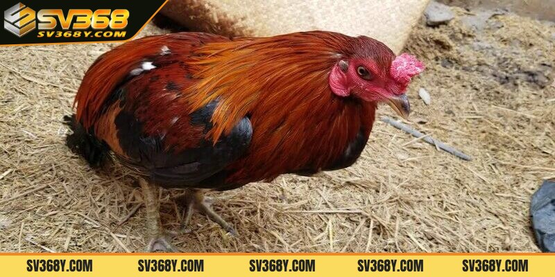 Nguyên nhân gây gà bị chướng diều khô chân