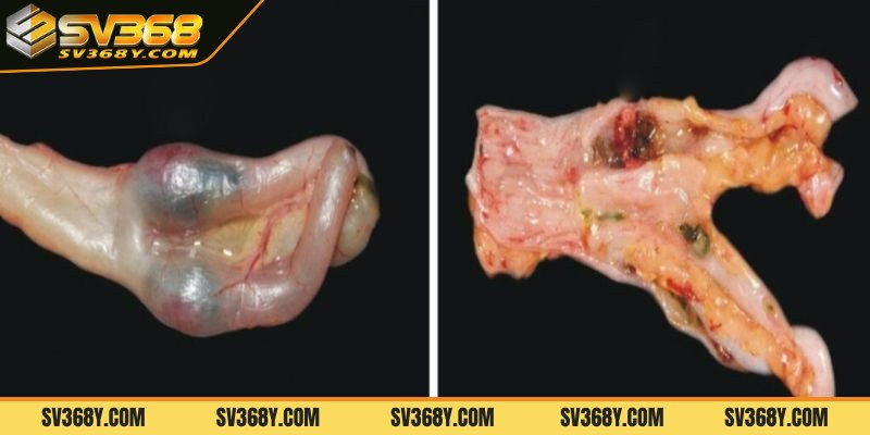 Nguyên nhân và cơ chế sinh của bệnh Newcastle