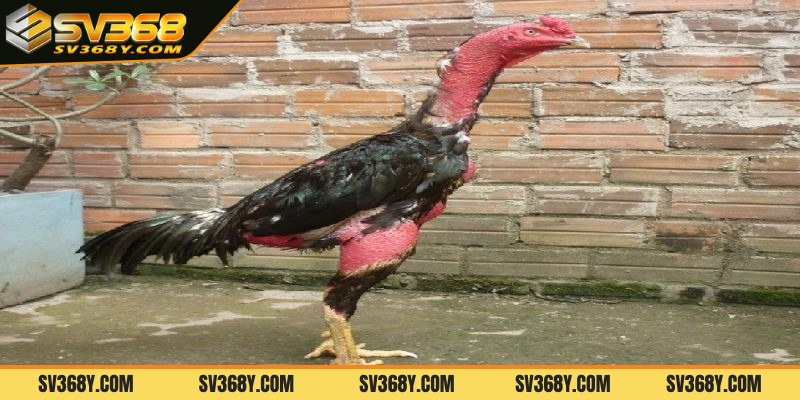 Luôn có ý thức phòng cũng như trị bệnh cho gà