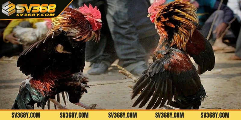 Phương pháp chăm sóc gà đá hiệu quả