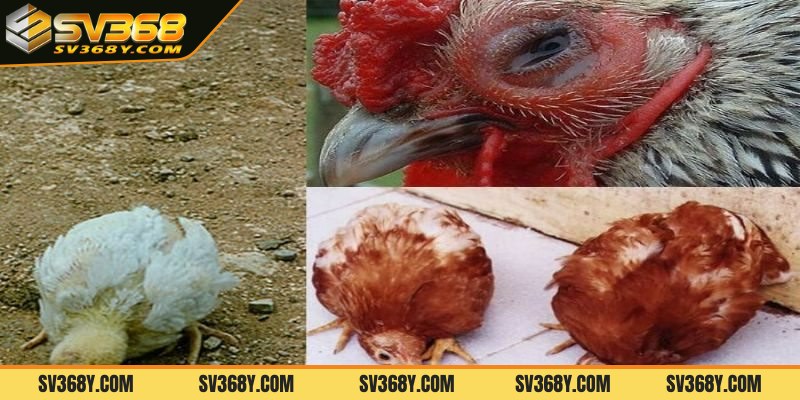 Tìm hiểu bệnh newcastle là gì?