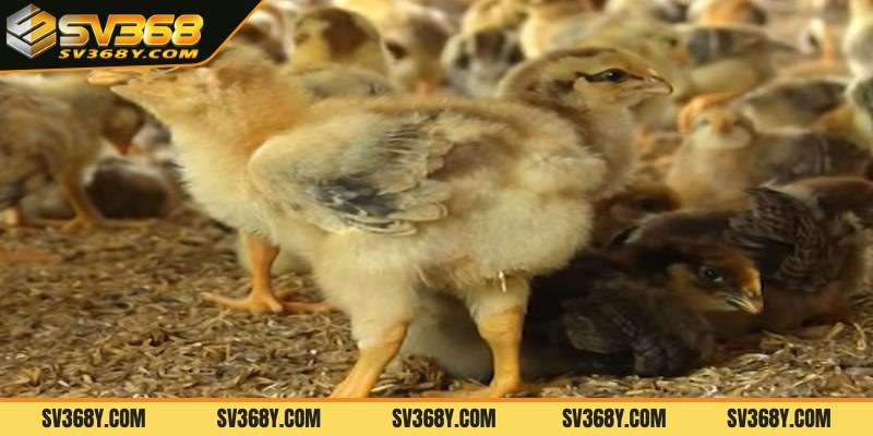 Tổng hợp một số bệnh ở gà