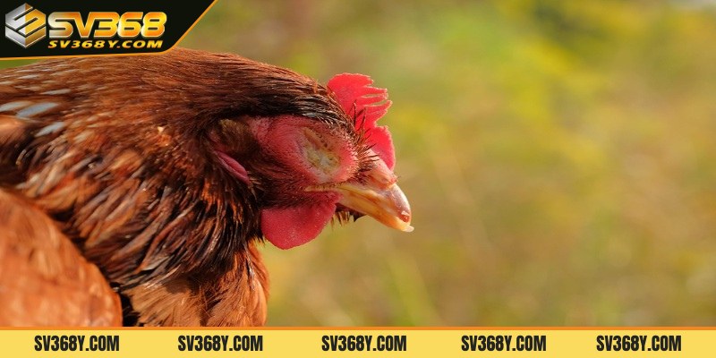 Tổng quan về các bệnh thường gặp ở gà