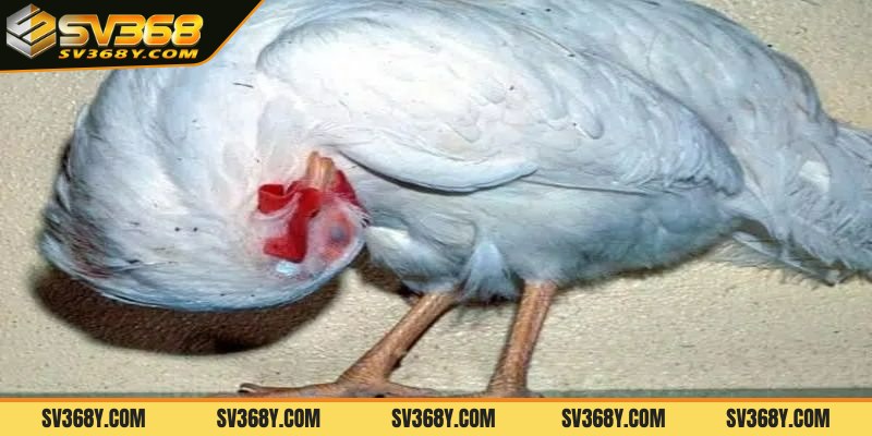 Triệu chứng của bệnh là gì