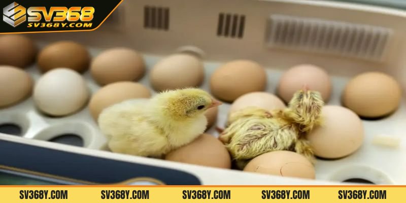 Vì sao cần phải biết một số bệnh thường gặp ở gà con